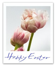 Thanks to @venice.fineart for the amazing Polaroids 👍😉